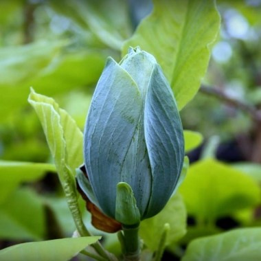 magnolia-blue-baby1 (1)